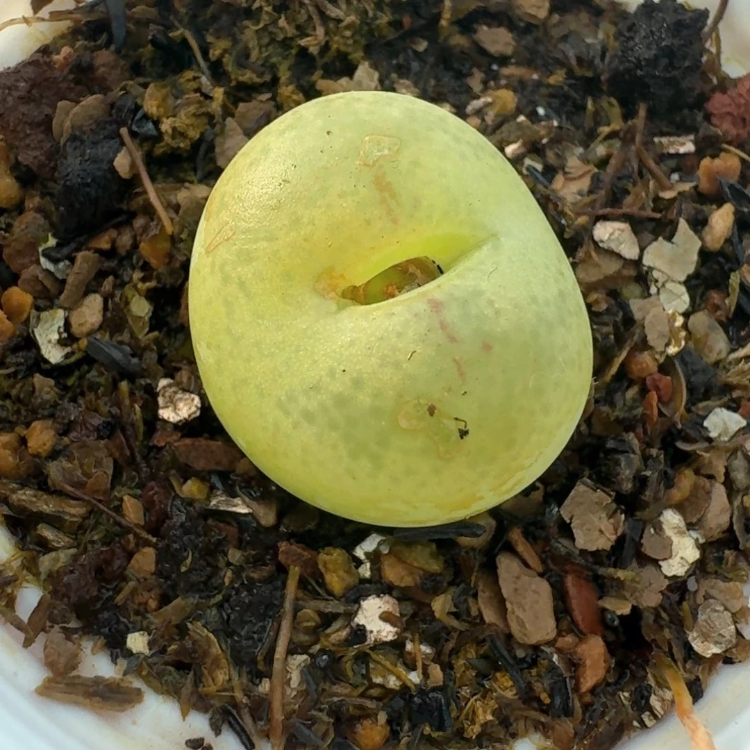 108带盆土发货翠光玉