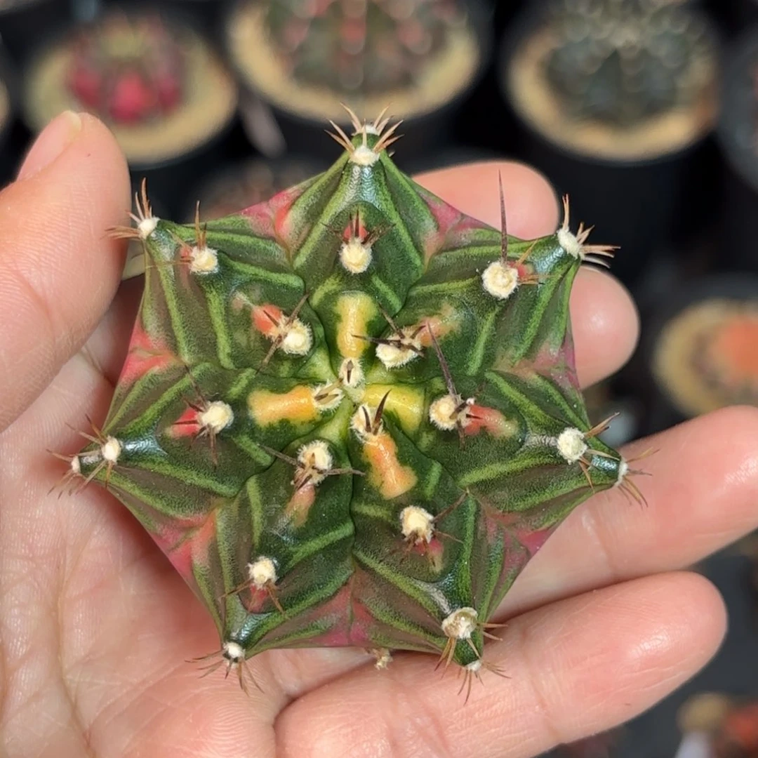 泰系实生米哈仙人球