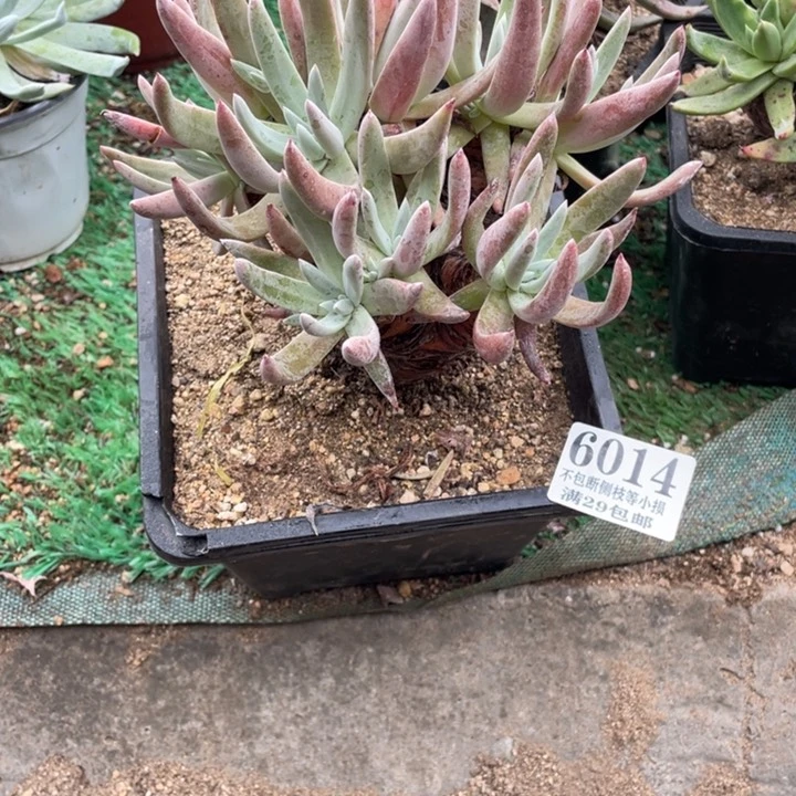 14号仙女杯杂交多肉