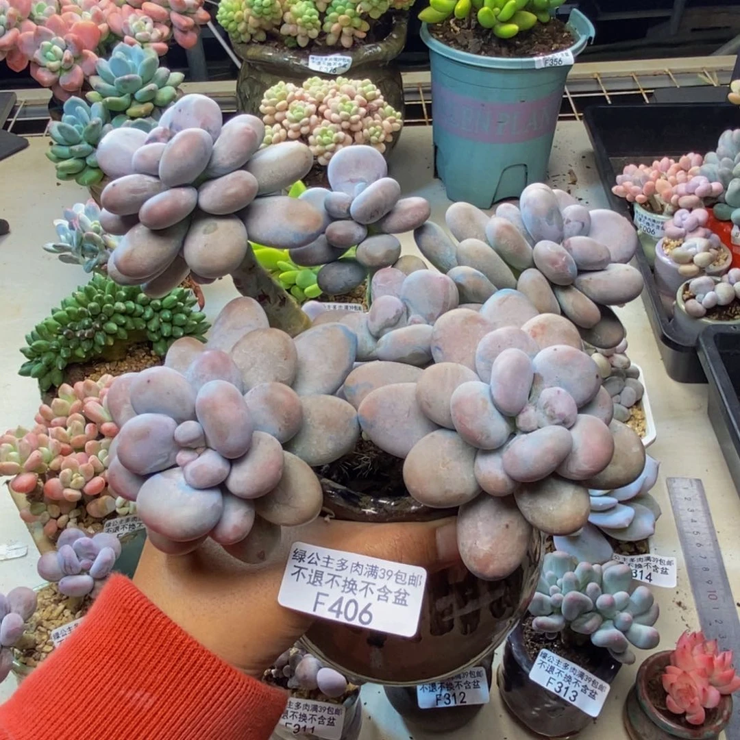 软*糖406芭比奶多肉15c m