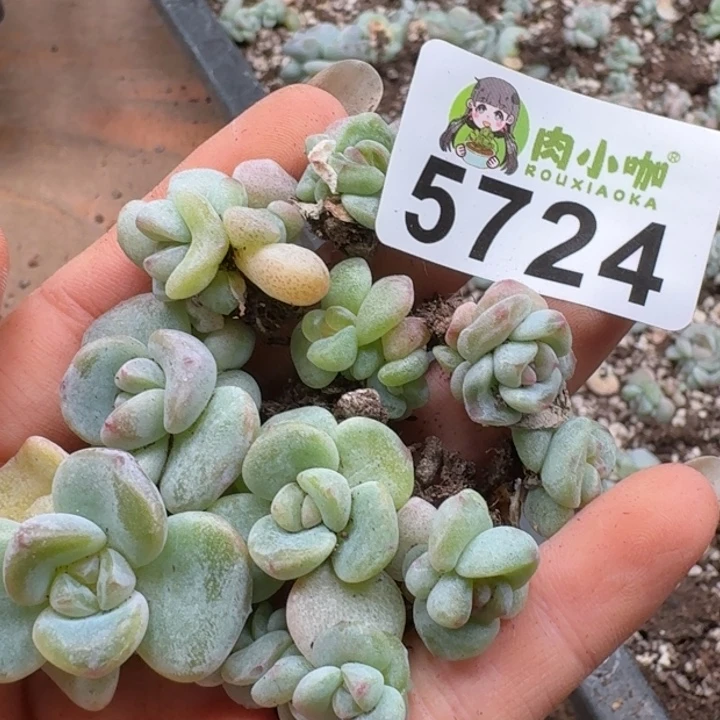 多肉植物多肉植物
