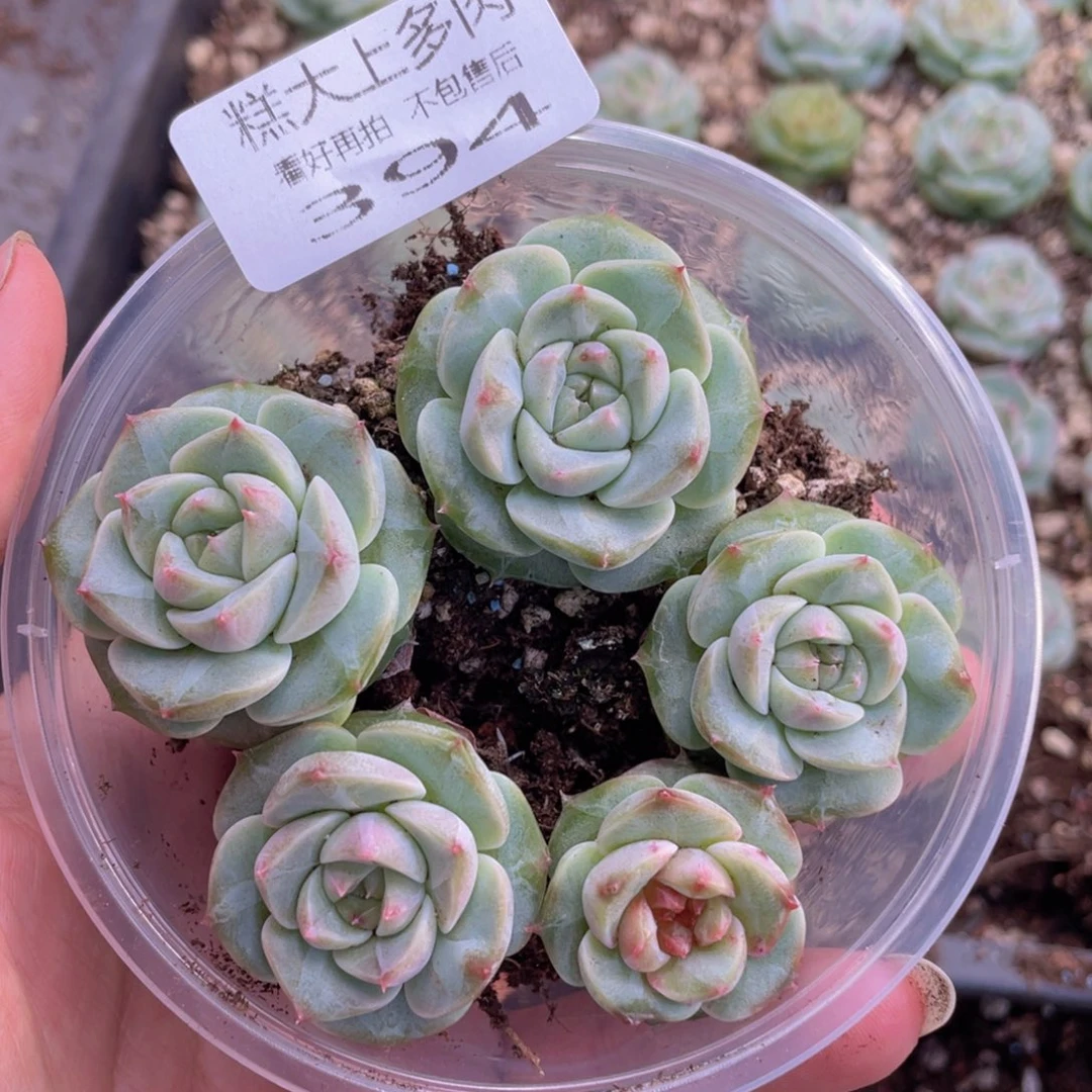云糖心多肉植物394