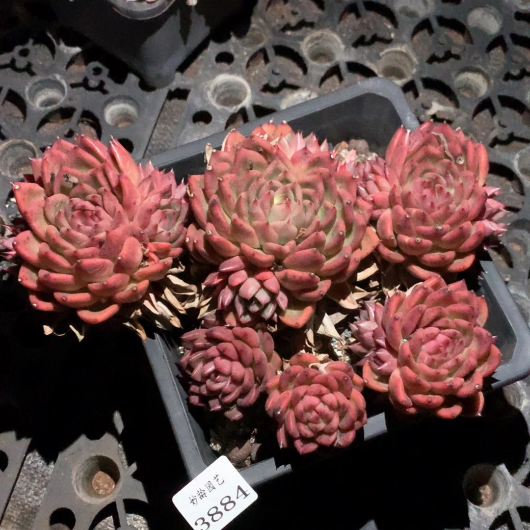 3884杂交多肉植物基地