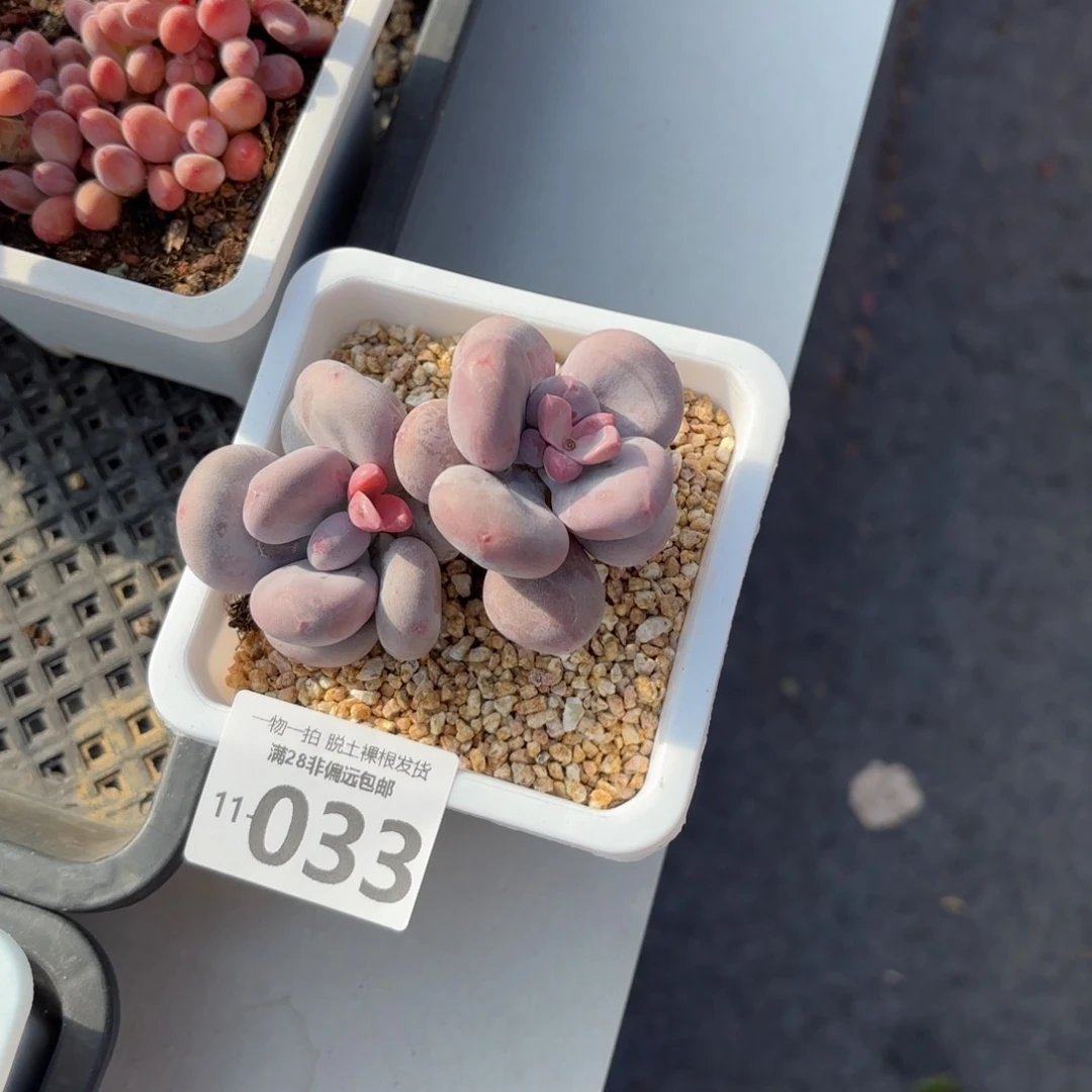 大叶奶老桩多肉多肉