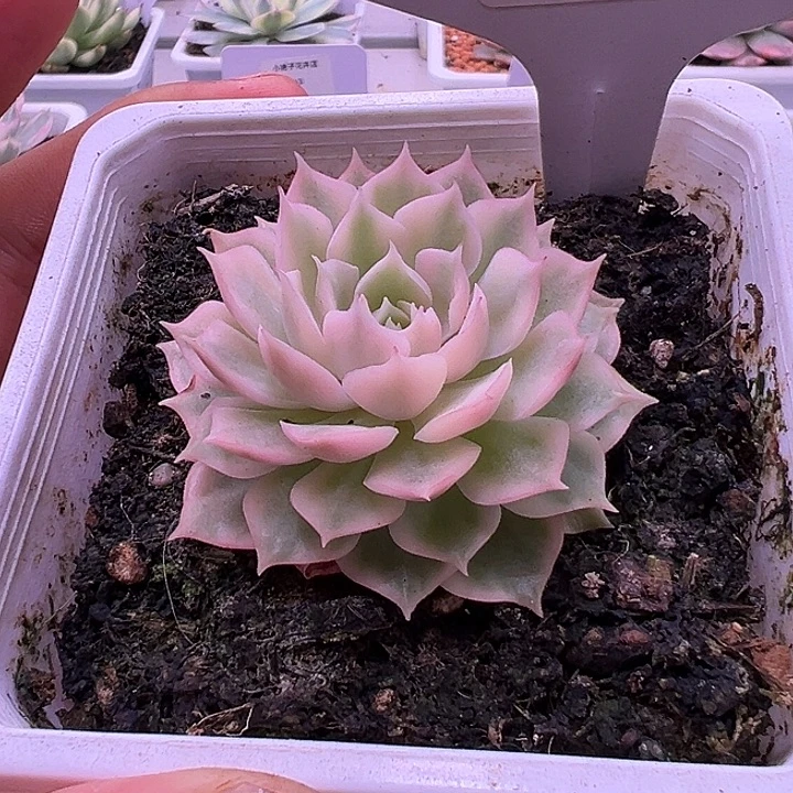 1031号沙漠玫瑰锦多肉