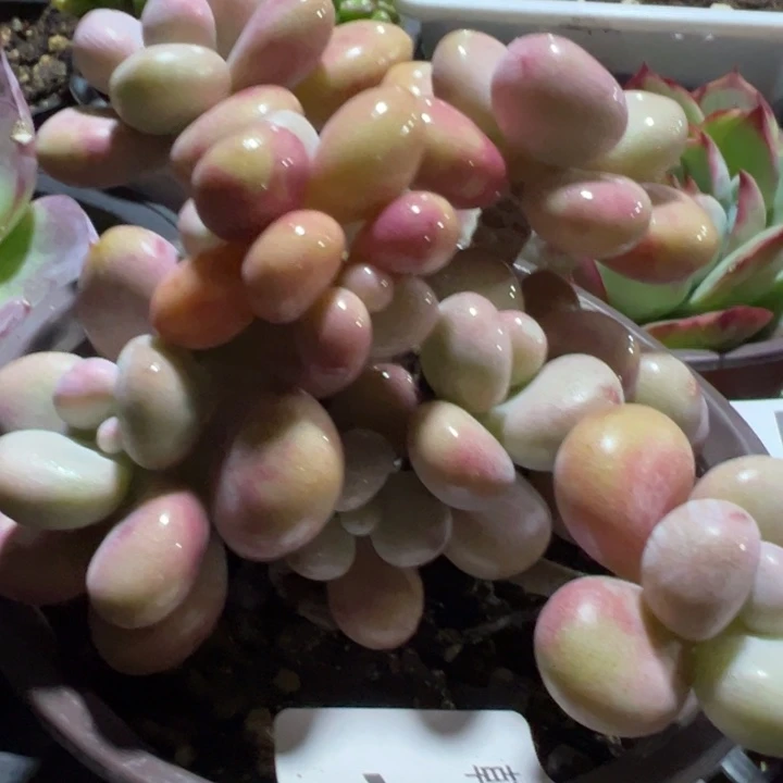 桃蛋多头多肉植物多肉植物