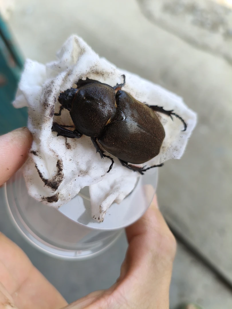 独角仙成虫   母