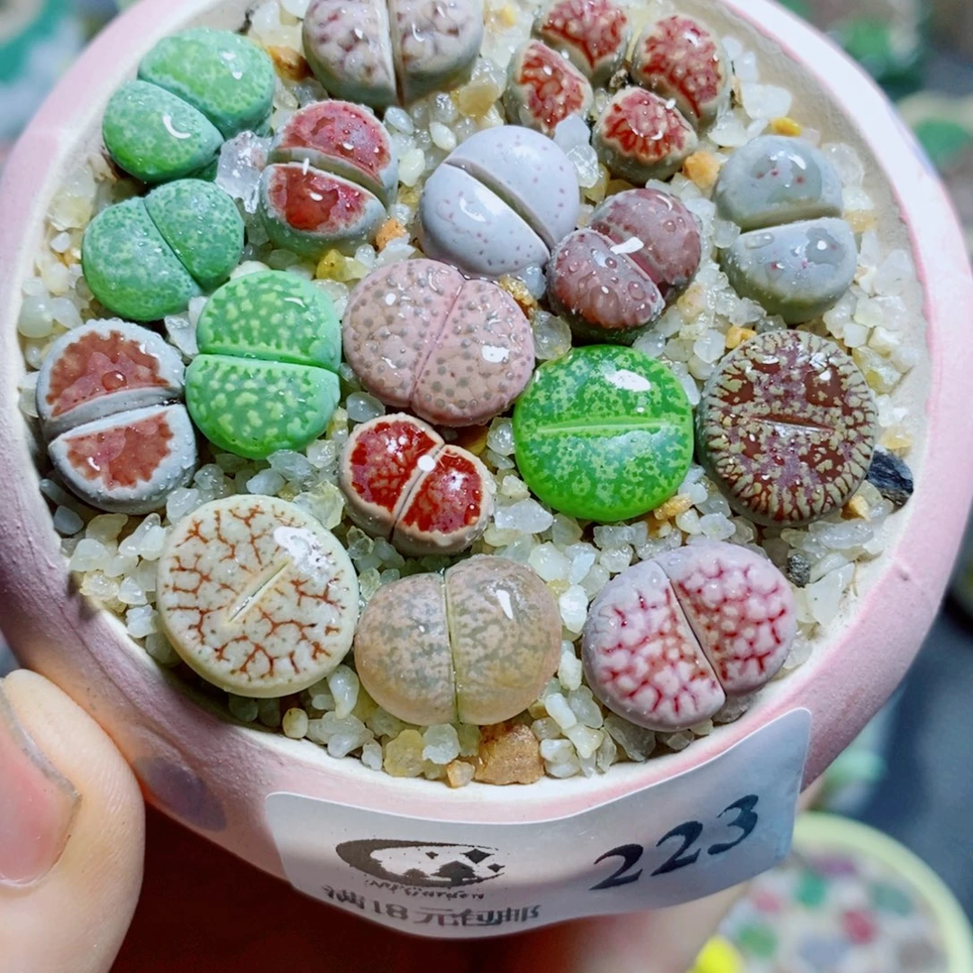 生石花花哈哈哈哈223