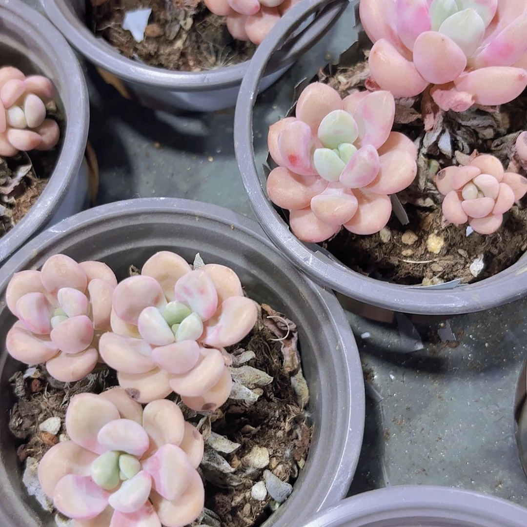 精品花斑鹿10米3颗