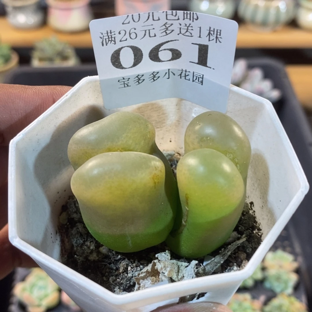 毛汗泥一物一拍满20包邮满26送精品多肉