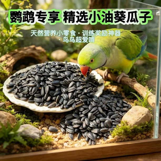油葵小瓜子牡丹玄凤鸟粮油葵内蒙古草原黑珍珠小瓜子油葵葵花籽