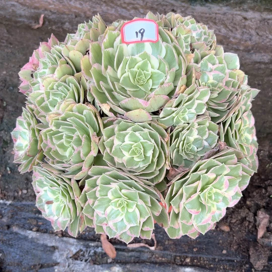 全部花朵19水蜜桃多肉植物