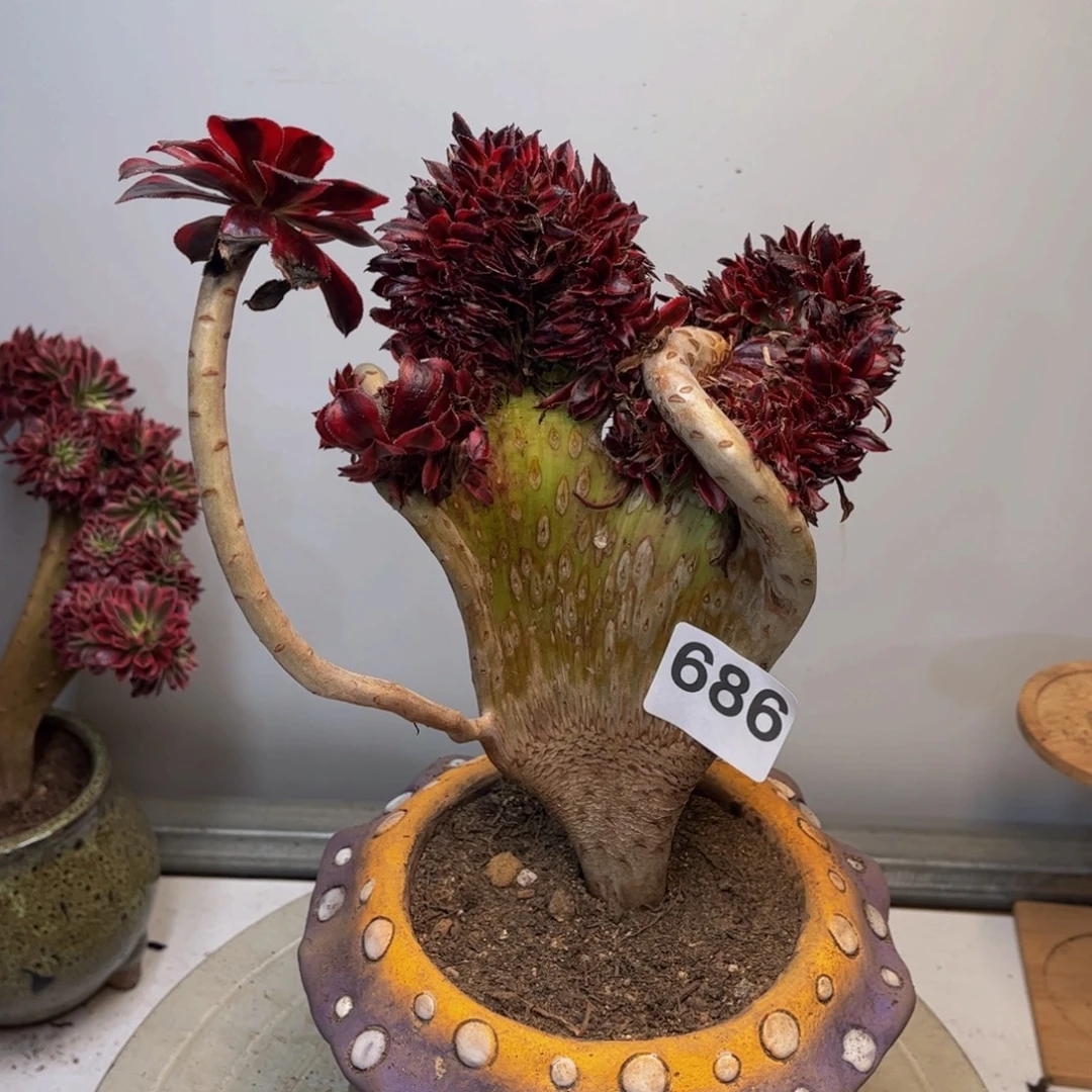 多肉植物魔法师锦缀686有干巴