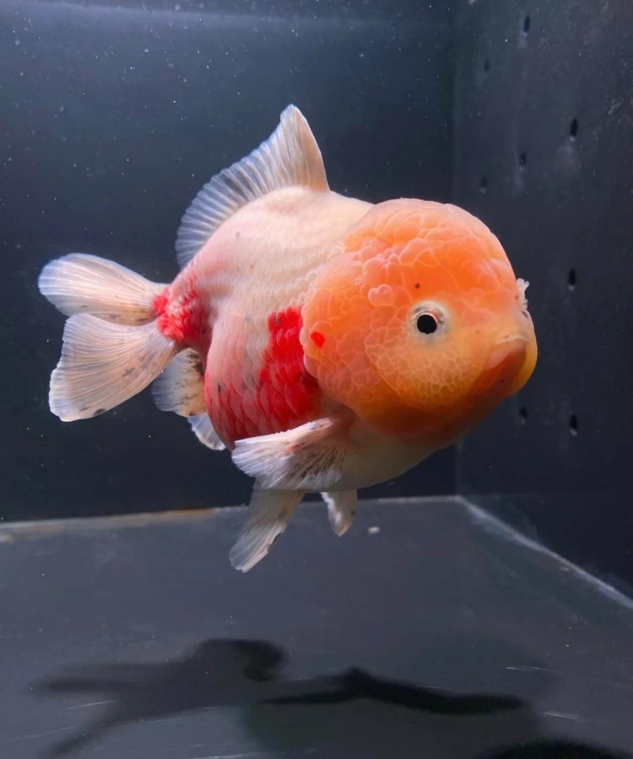 泰狮顶红龙睛国狮鎏金冷水观赏鱼