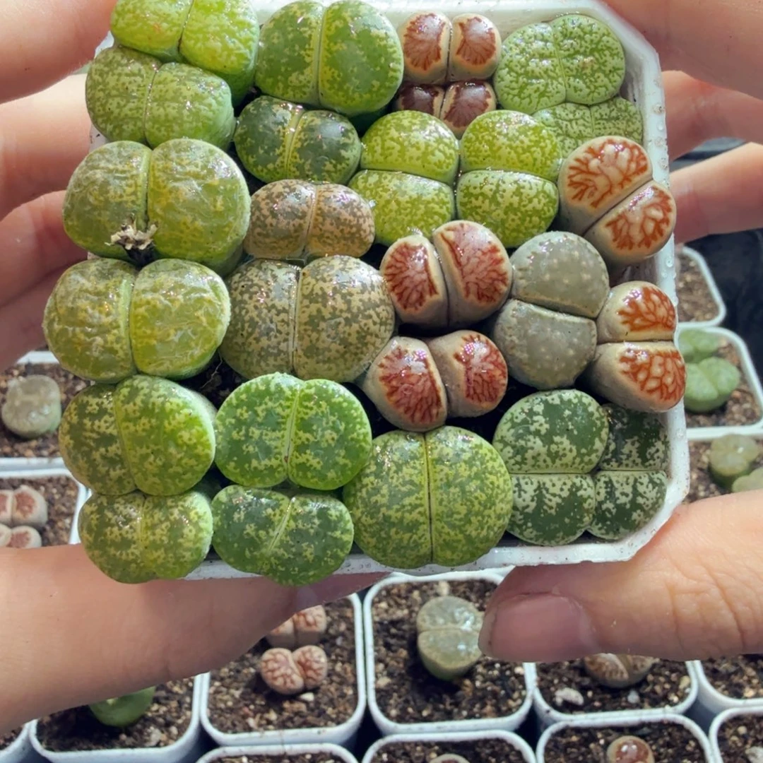 多肉葡萄的味道真的很905