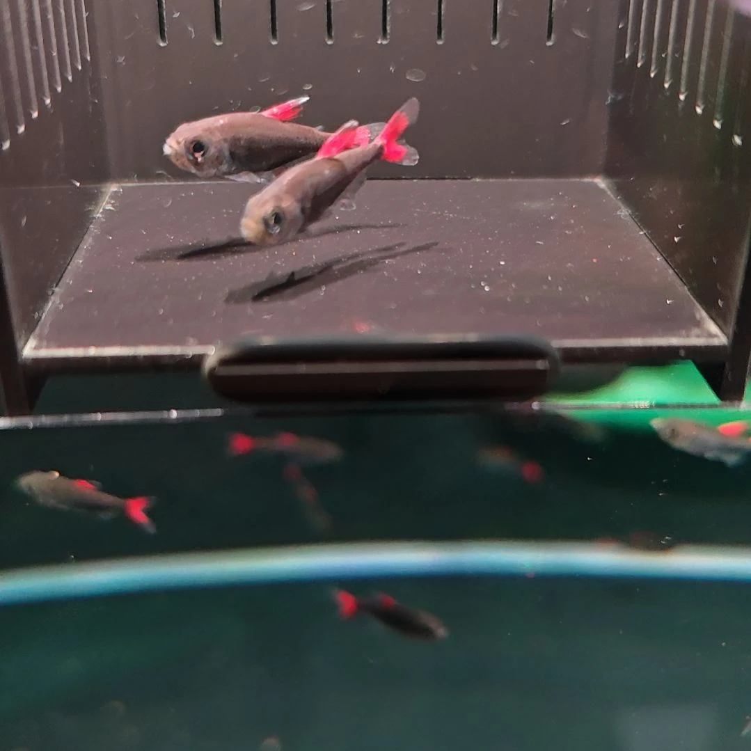 灯科鱼精选灰太狼2条