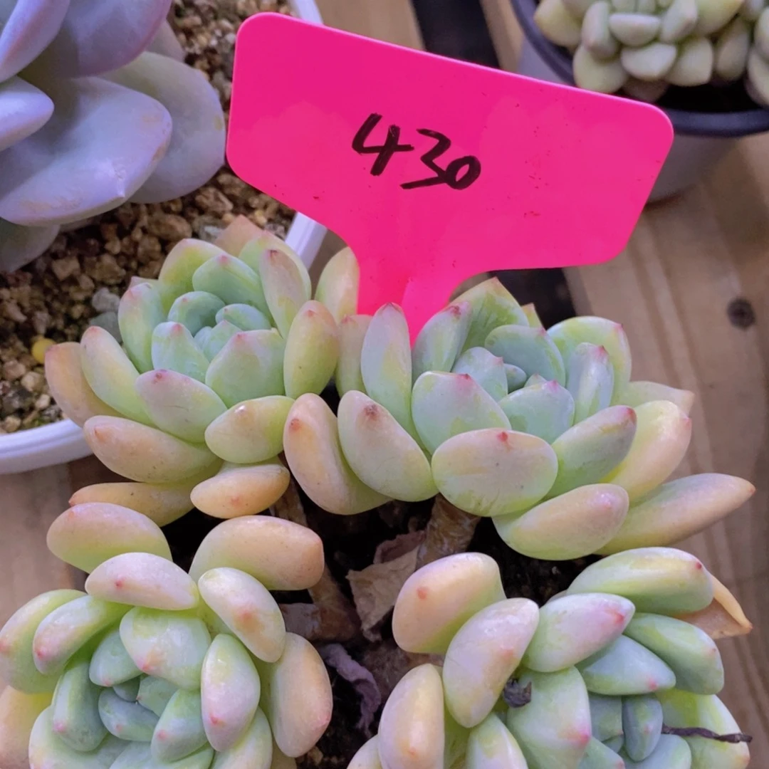 开心多肉，价格不对比，专场