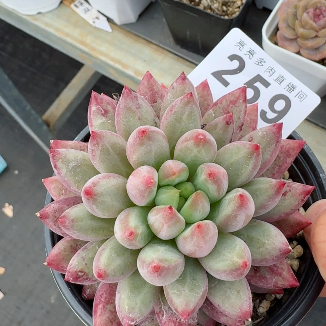 虞美人            精美多肉植物
