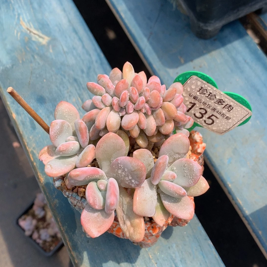 粉兔树缀一物一拍135