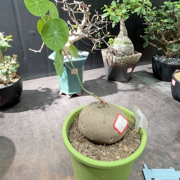 114素可泰哈哈哈哈哈