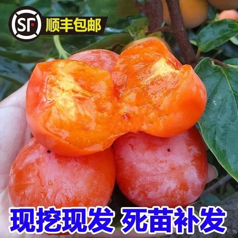 新品种秋蜜柿火晶柿汁多肉软甜脆柿子树苗庭院地栽嫁接柿子树果苗