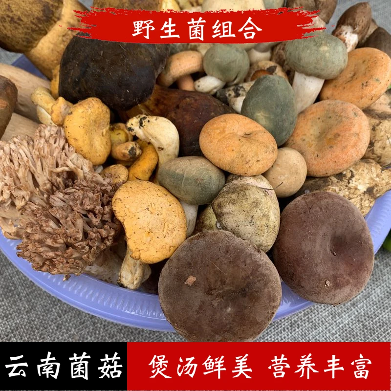 新鲜野生菌山珍牛肝菌鸡枞松茸松露顺丰空运到家野生菌组合