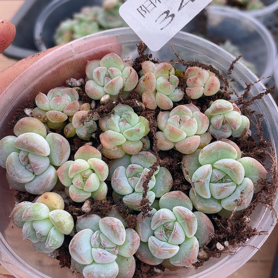 多肉植物多肉植物340