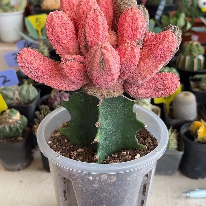 当前无花朵，栽培后可花朵双色亚迪麒麟锦带盆398