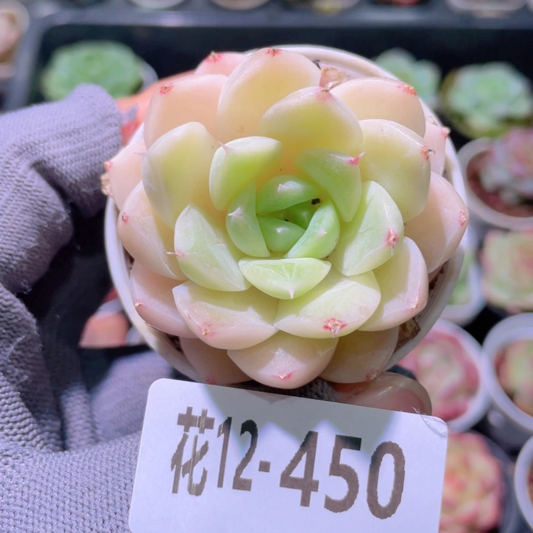 花利美 12-450白冰雪