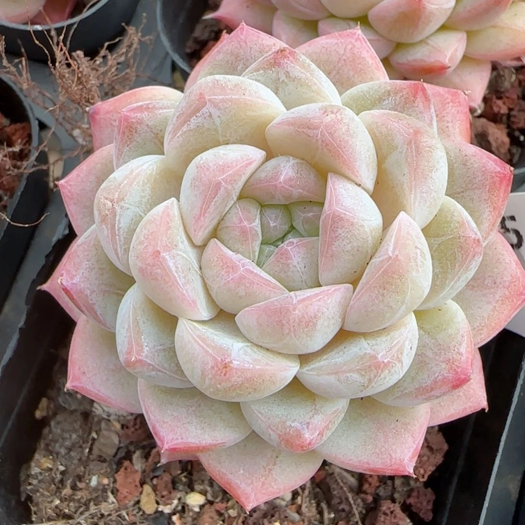 花语逸境0209-655