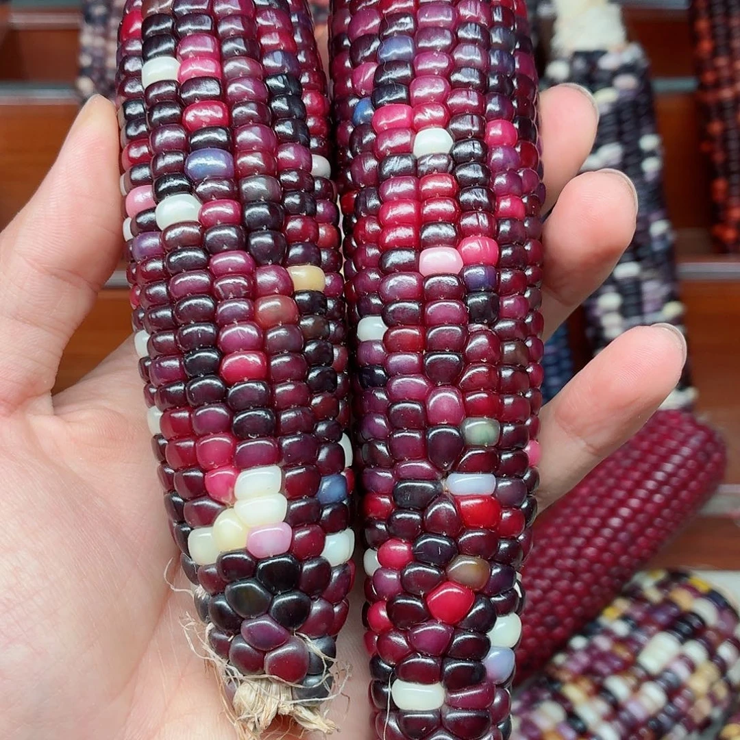 是***ˊ吊坠白玉菩提文玩玉米毛料精品