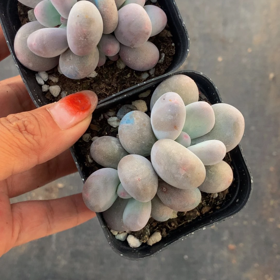 鸡蛋奶双头。（满9.99包邮不满9.99发叶子）