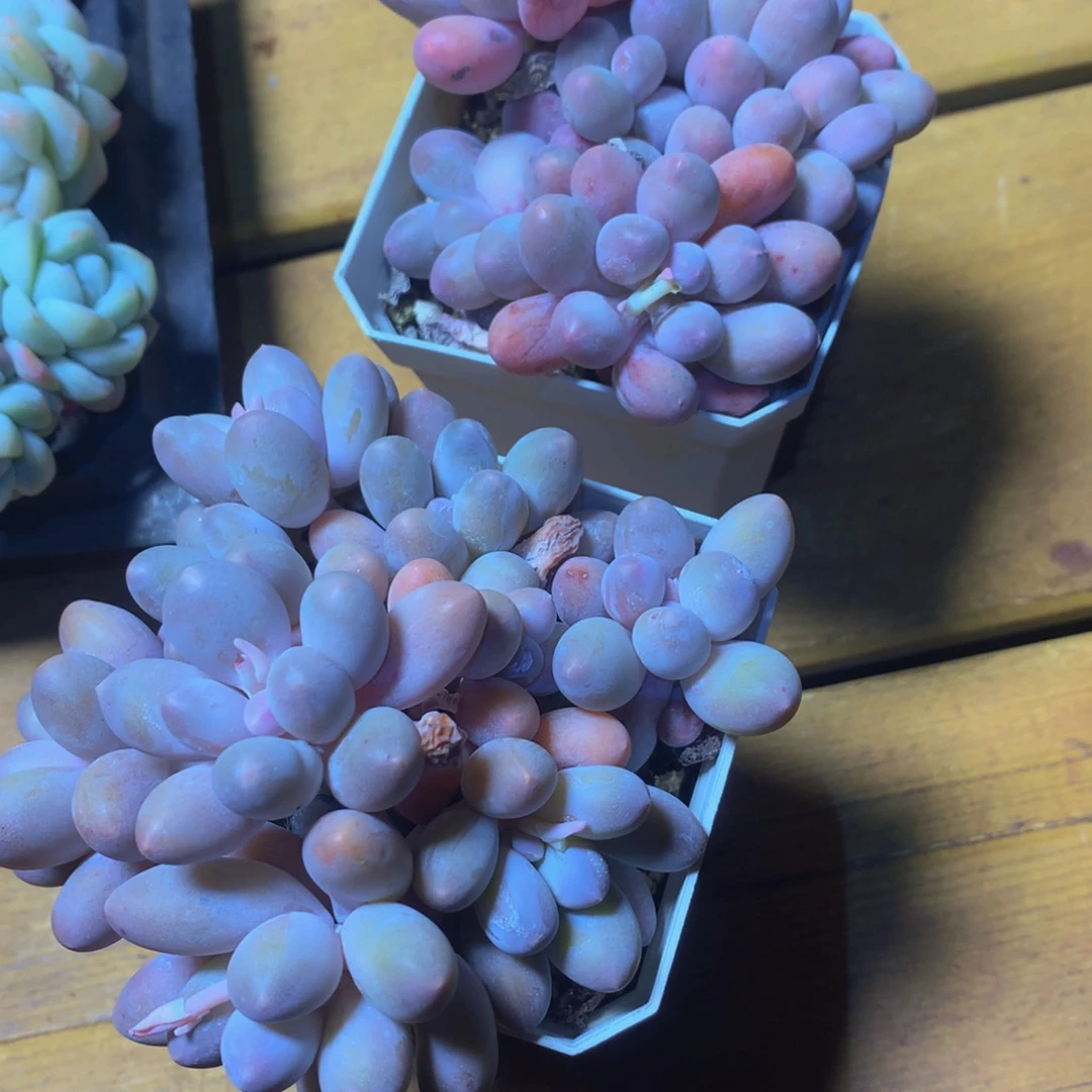 精控汤圆一物一拍