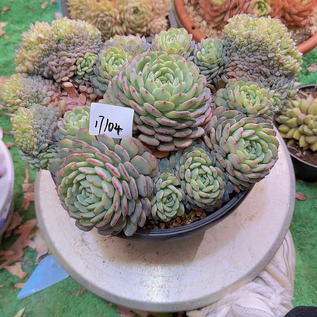 嵗**戨17104白胖子多肉植物