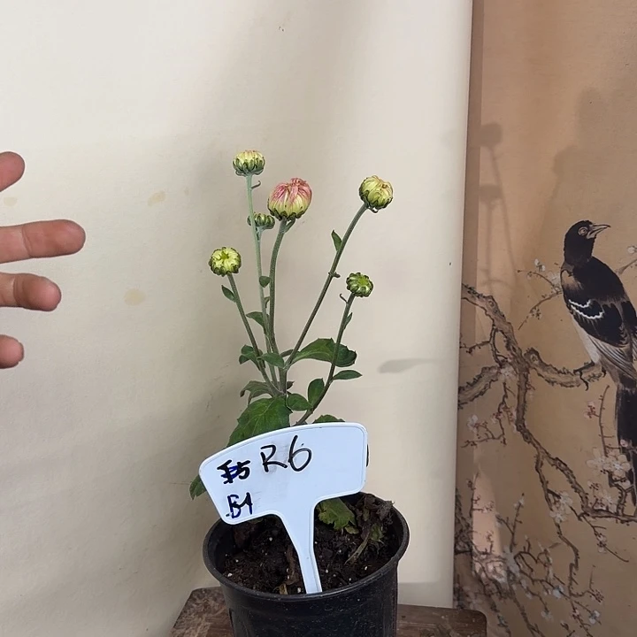 完全开放R66666666