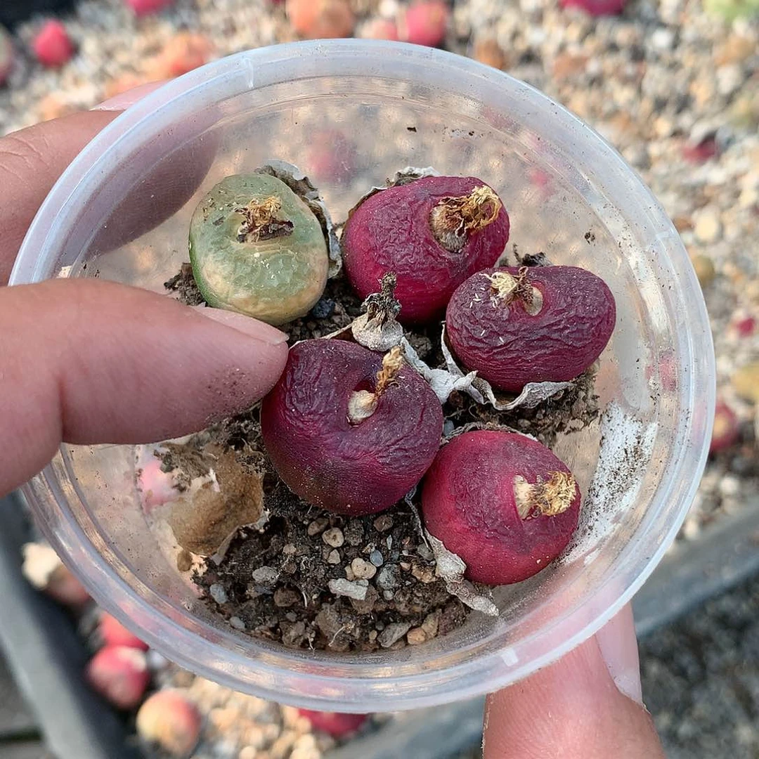 S****)A105多肉植物保护研究所