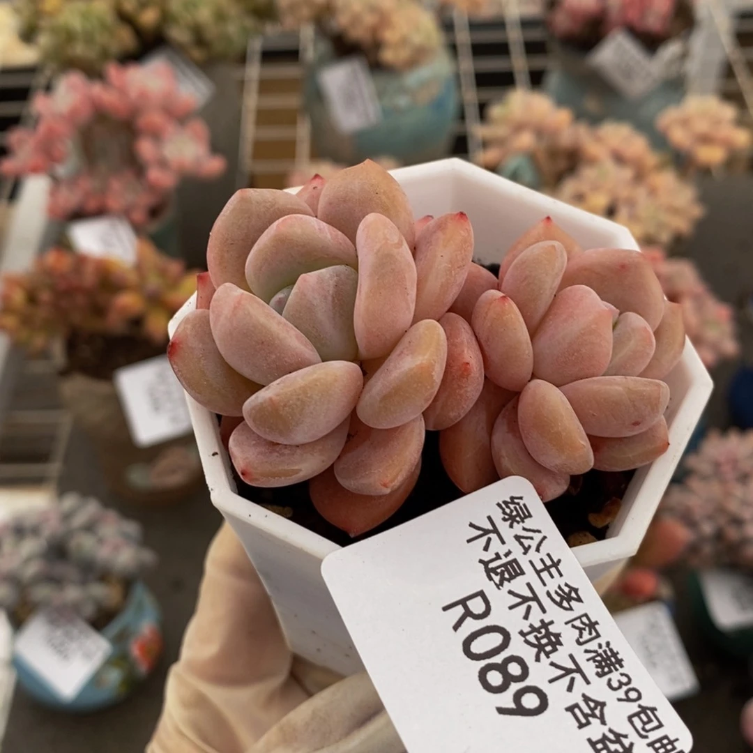 冰橙089/5cm的肉
