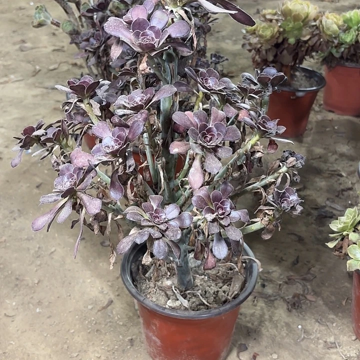 多肉植物法师圆叶25