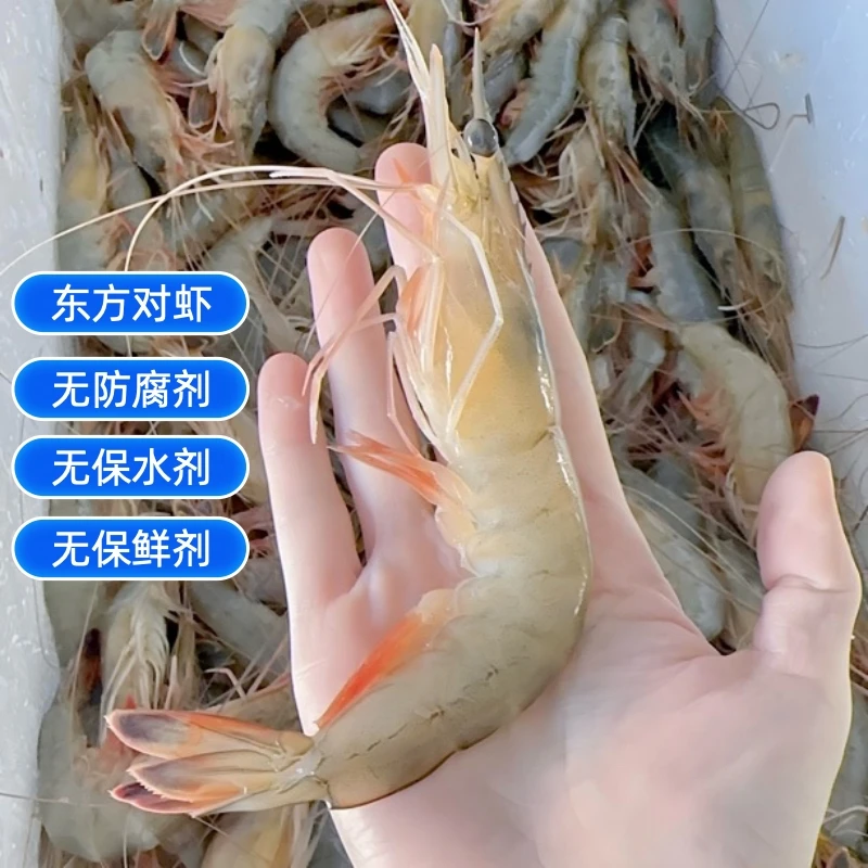 速冻北黄海东方对虾 东方虾 海虾顺丰包邮