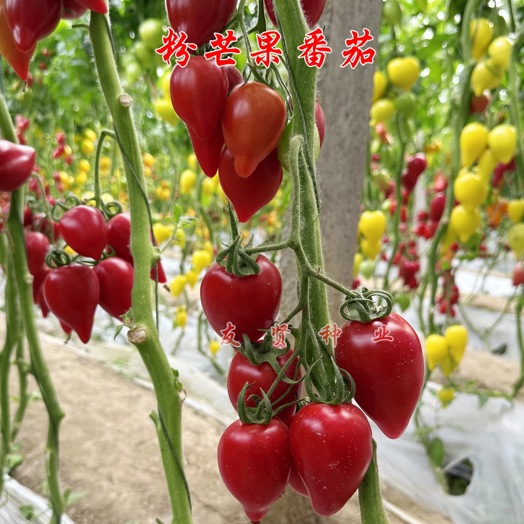 粉芒果番茄种子西红柿种子芒果型沙瓤口感好包邮