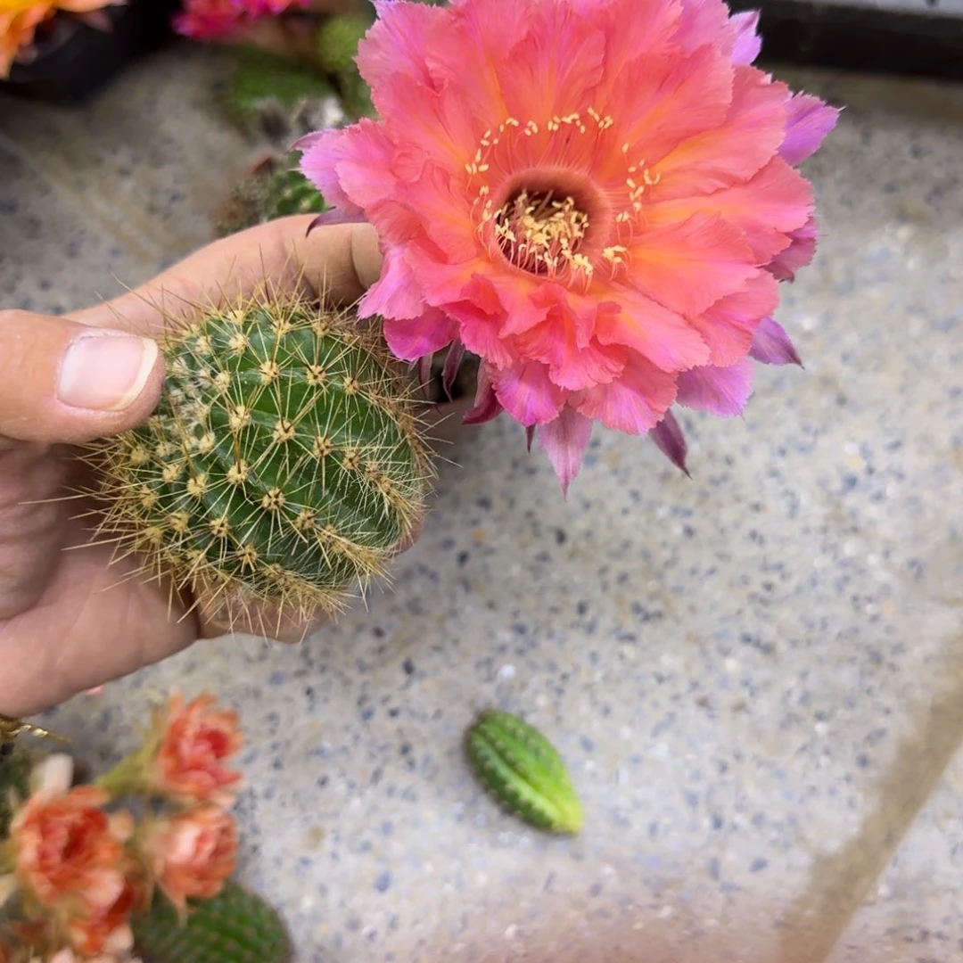 457彩草山脉歪无根侧牙4公分左右，20包邮