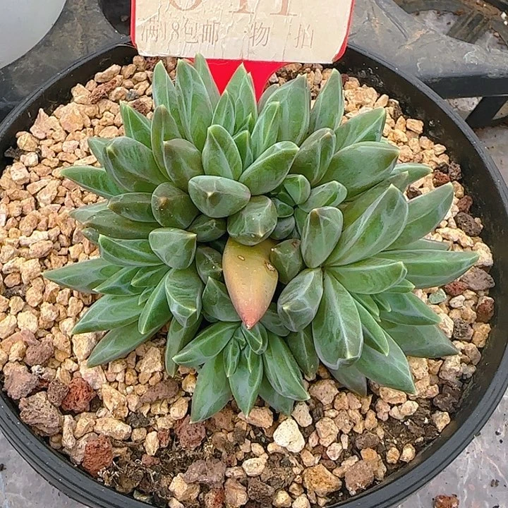 翻叶美人041多肉植物