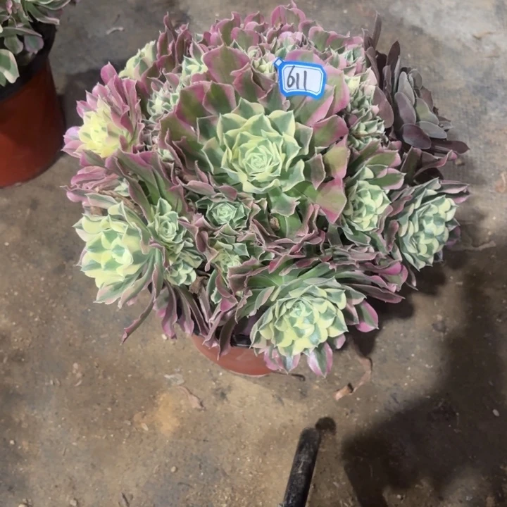 一***一一物一拍多肉雨花石611