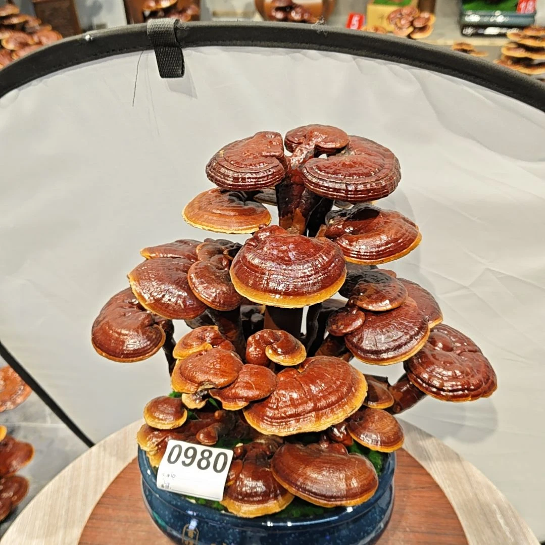 赤灵芝灵芝盆景灵芝花