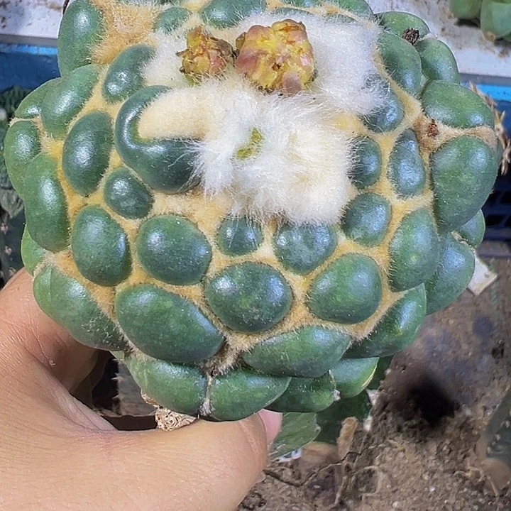 无刺象牙017仙人球开花