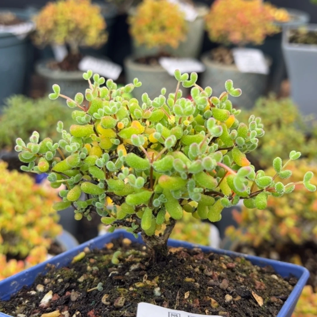 【闪购商品】dy6199老桩翡翠冠幅9cm