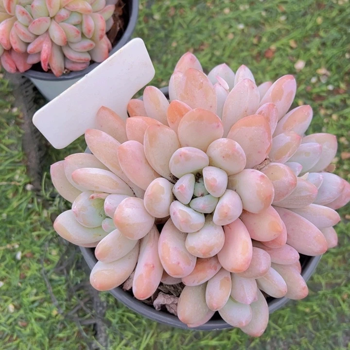 健健康康平平安安