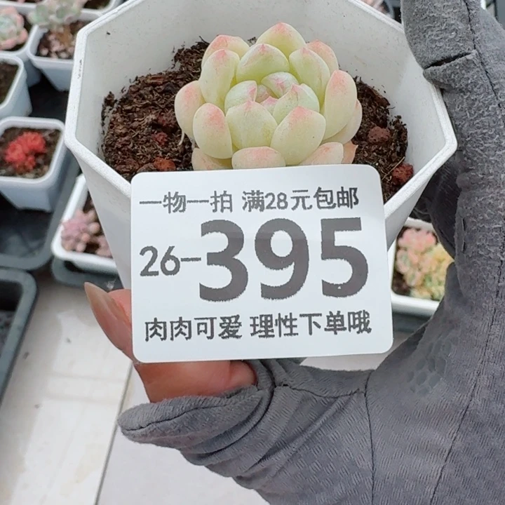 白桃汽水无盆土发货多肉