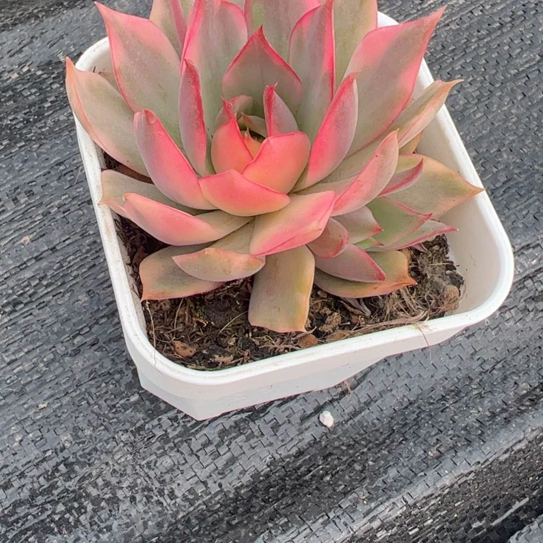 平**然多肉植物多肉植物