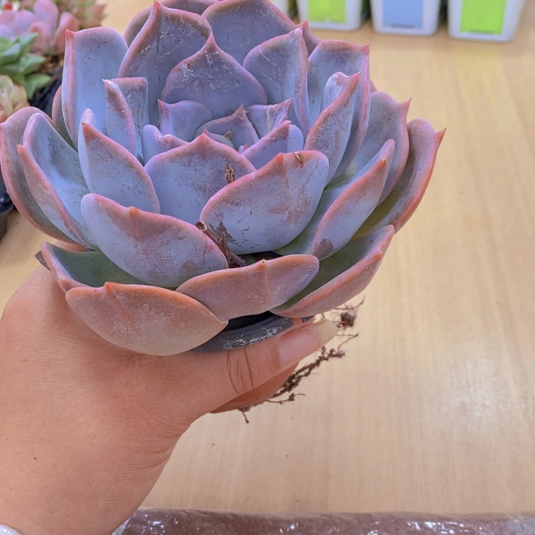 无花朵多肉植物露西娜120